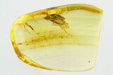 Detailed Fossil Hairy Snipe Fly (Bolbomyia) In Baltic Amber #296856-1